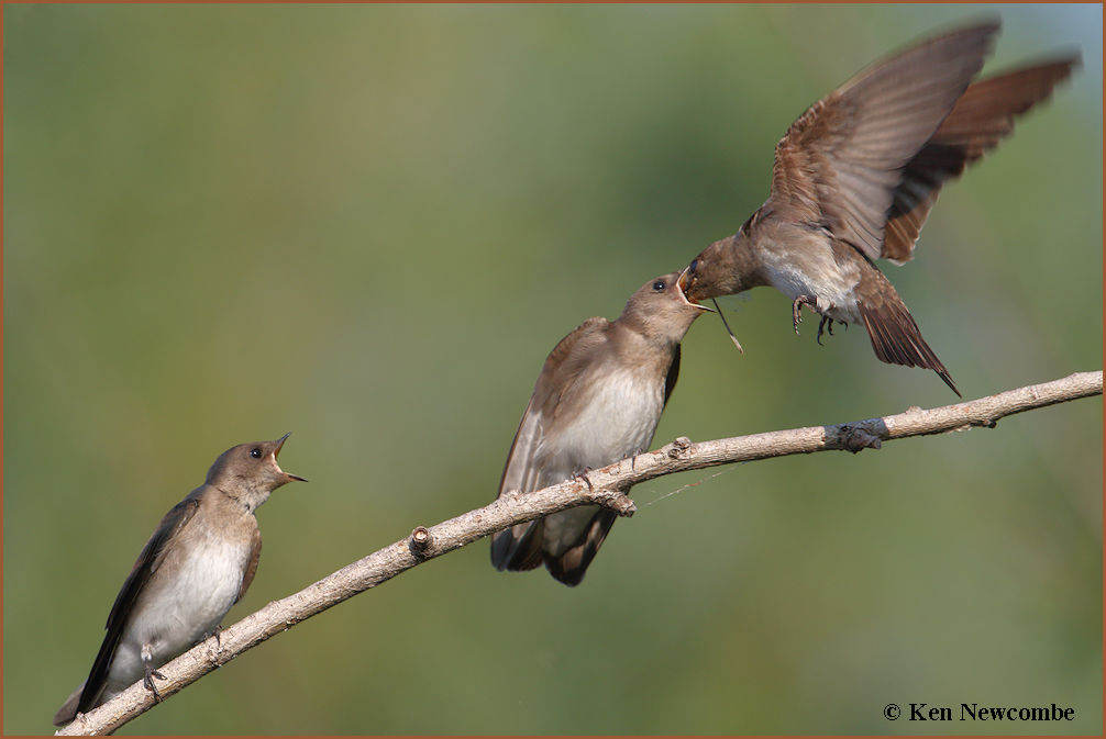 Rough-winged Swallows 